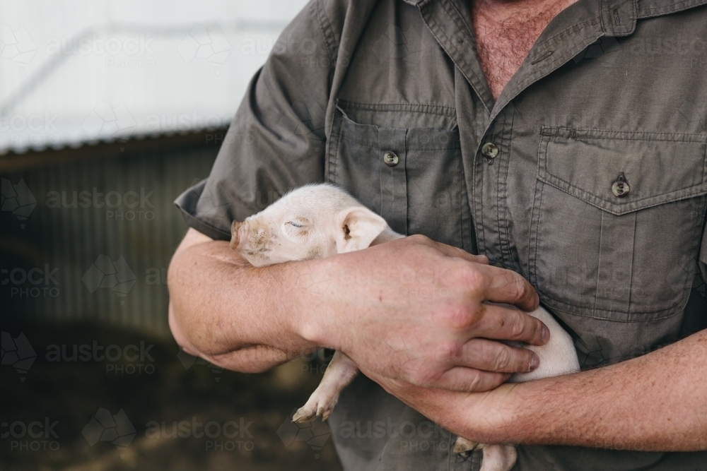 Gorgeous sleeping piglet in farmer's arms - Australian Stock Image