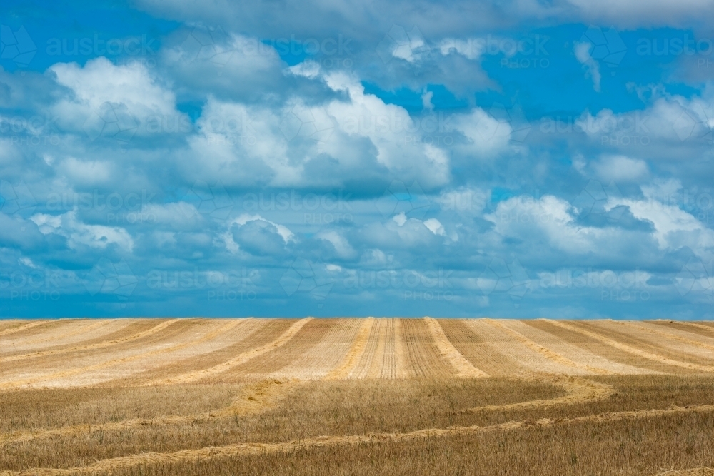 Grain farm against blue sky - Australian Stock Image