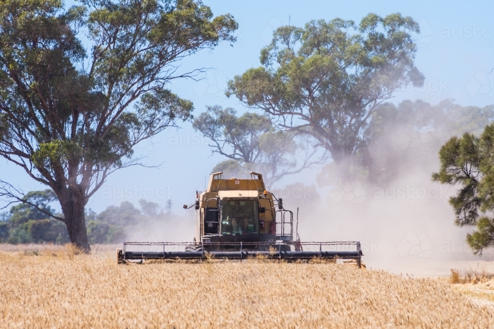 Grain harvest - Australian Stock Image