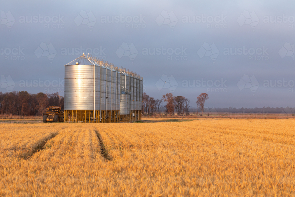 Grain silos in wheat field - Australian Stock Image