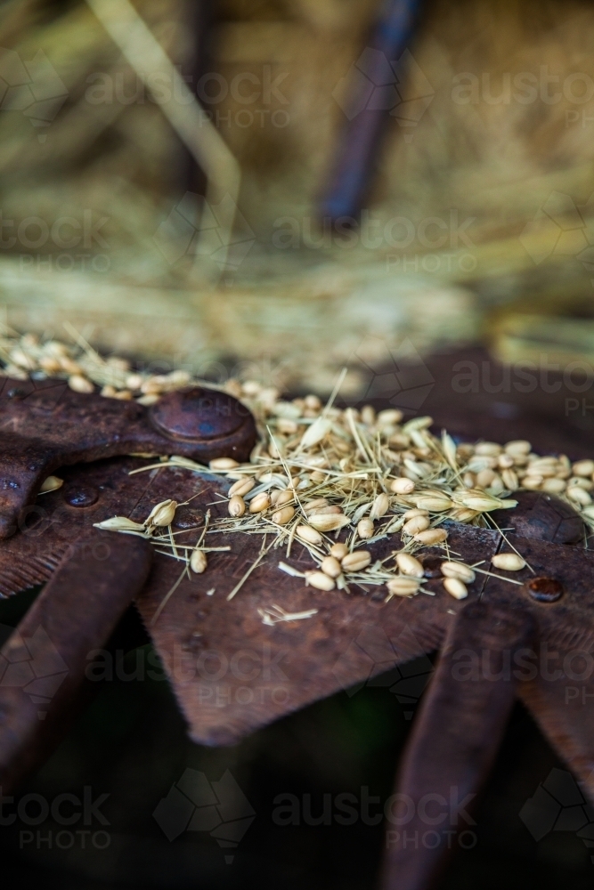 Grain sitting on part of old rusty wheat harvester - Australian Stock Image