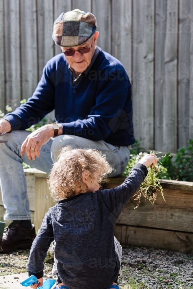 Grandchild with grandfather "Pop" working in the vegetable garden, pulling out weeds in the backyard - Australian Stock Image