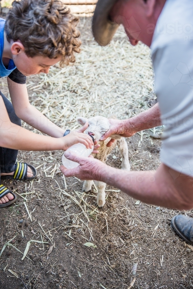 Grandfather and grandson holding lamb feeding bottle on farm in drought - Australian Stock Image