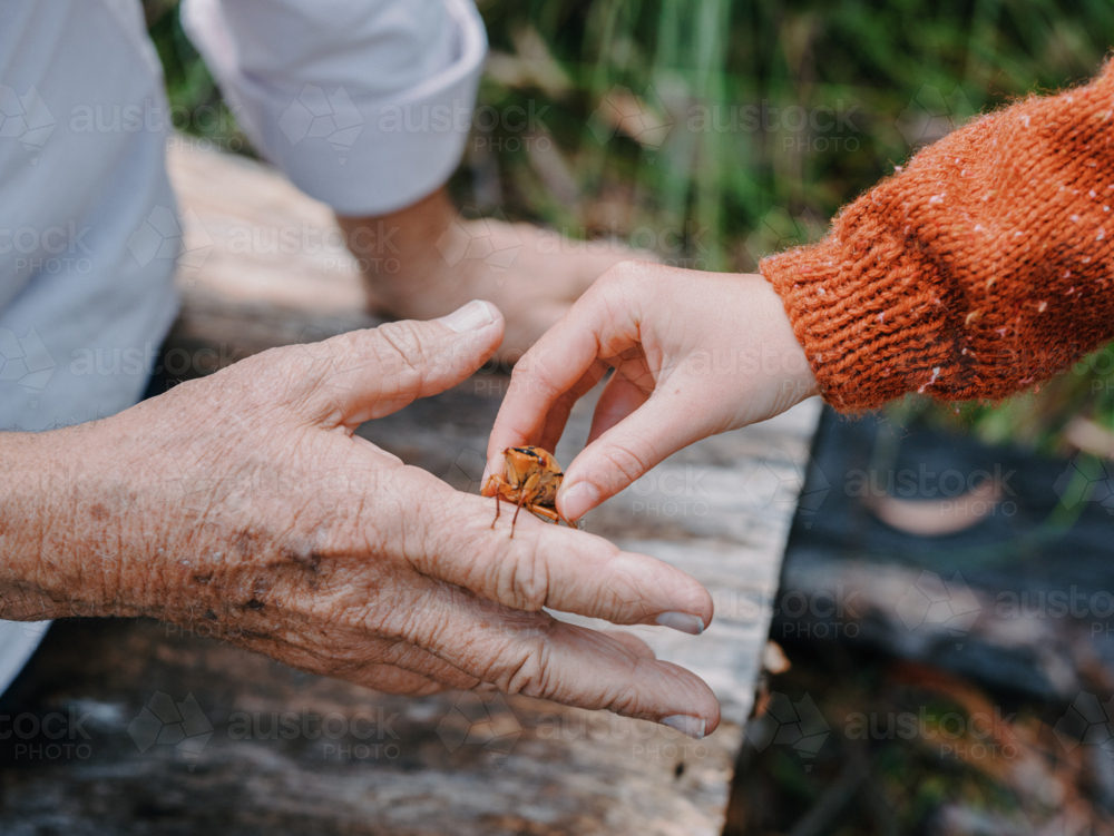 Grandfather exploring Australian Bushland with granddaughter - Australian Stock Image