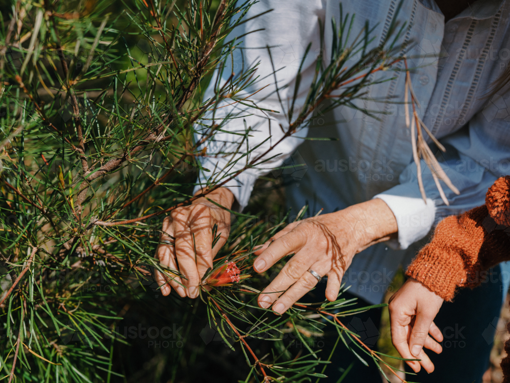Grandmother exploring Australian Bushland with granddaughter looking at flowers - Australian Stock Image