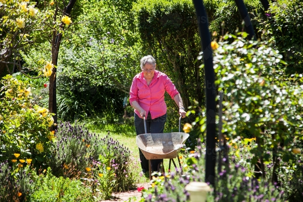 Grandmother pushing a wheelbarrow and working in her garden - Australian Stock Image