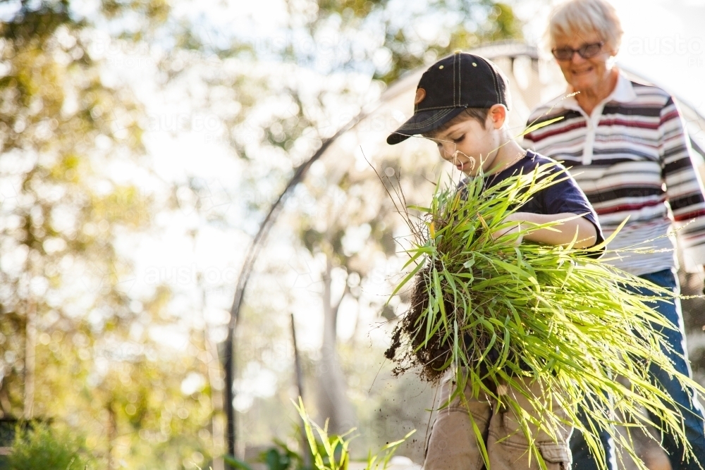 Grandson and granny weeding the vegetable garden in the backyard - Australian Stock Image