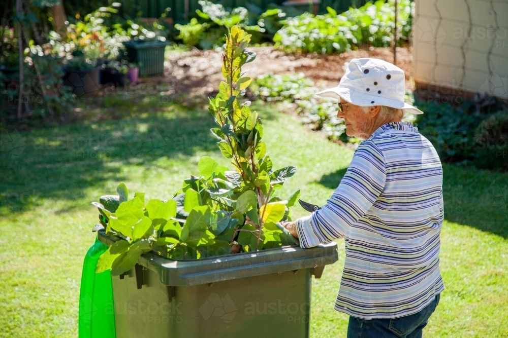Granny hard at work putting trimmed branches into a green bin - Australian Stock Image