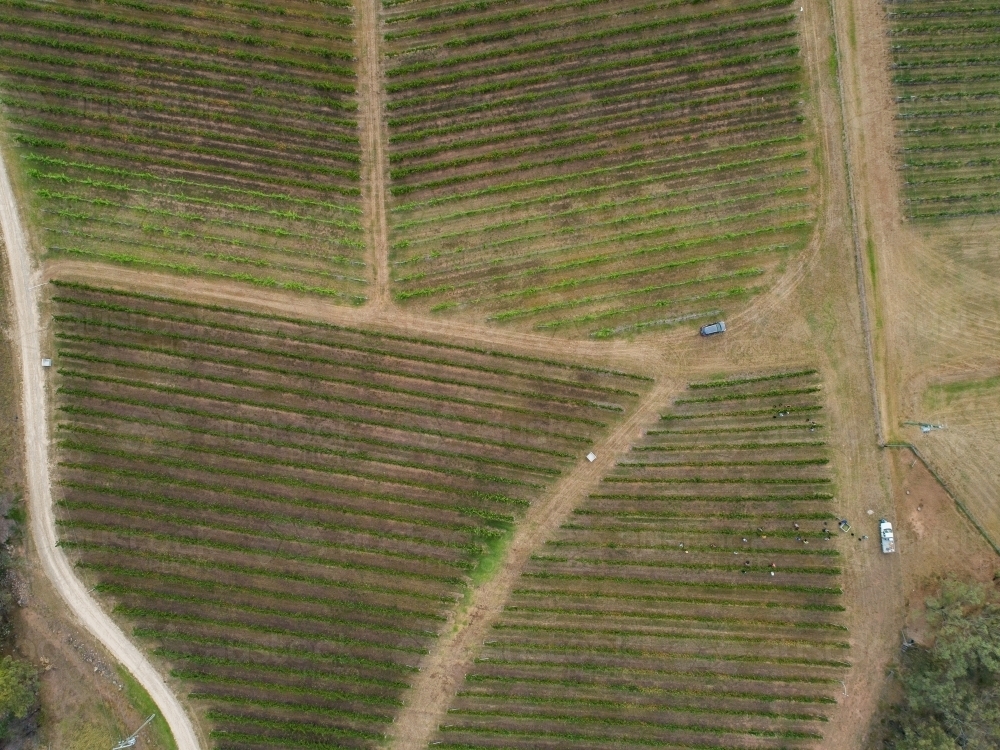 Grape pickers picking grapes in vineyard in summer - Australian Stock Image