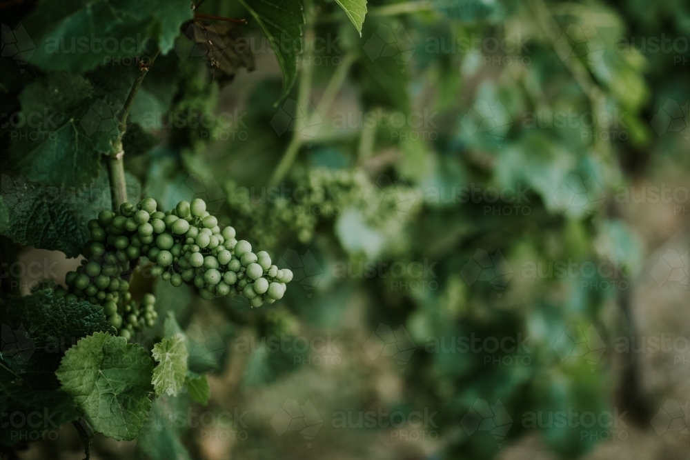 Grape vine at winery - Australian Stock Image