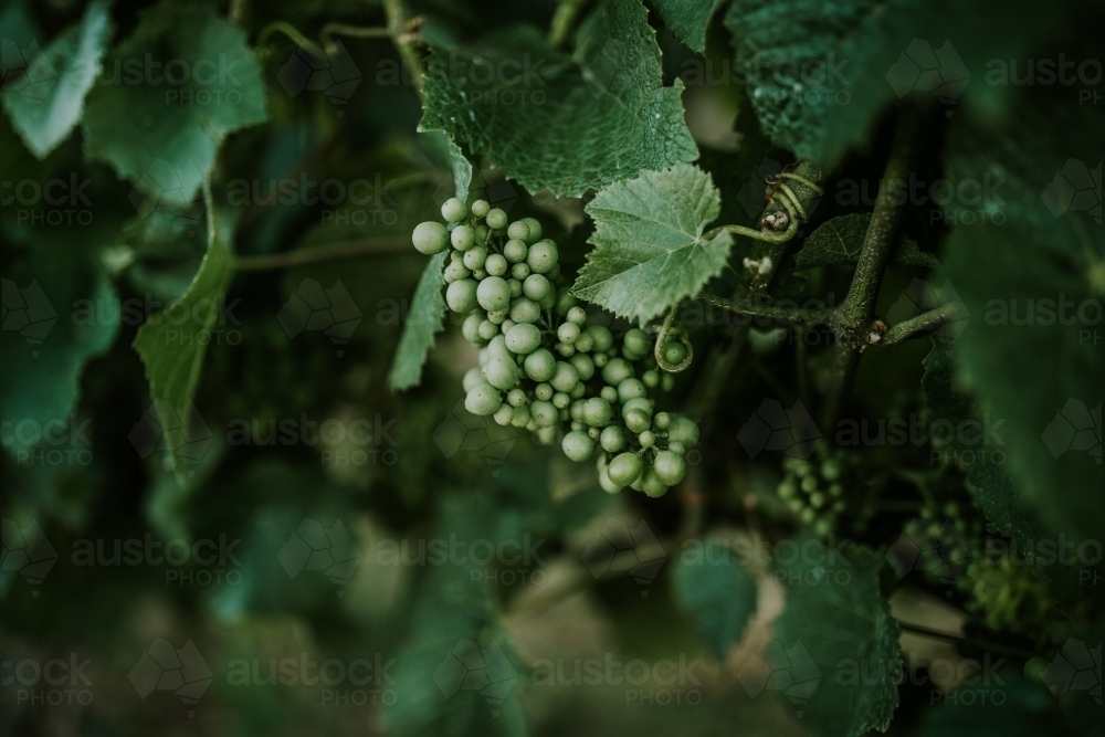Grape vine at winery - Australian Stock Image