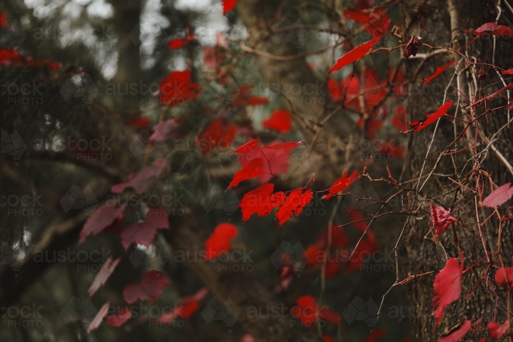 Image of Grape vine growing wild in the Australian bush with vibrant