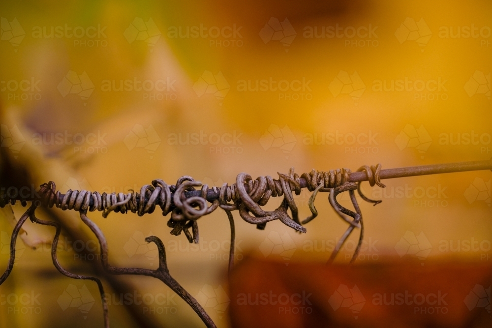 Grape vine tendrils in the vineyard at vintage with autumn colours - Australian Stock Image
