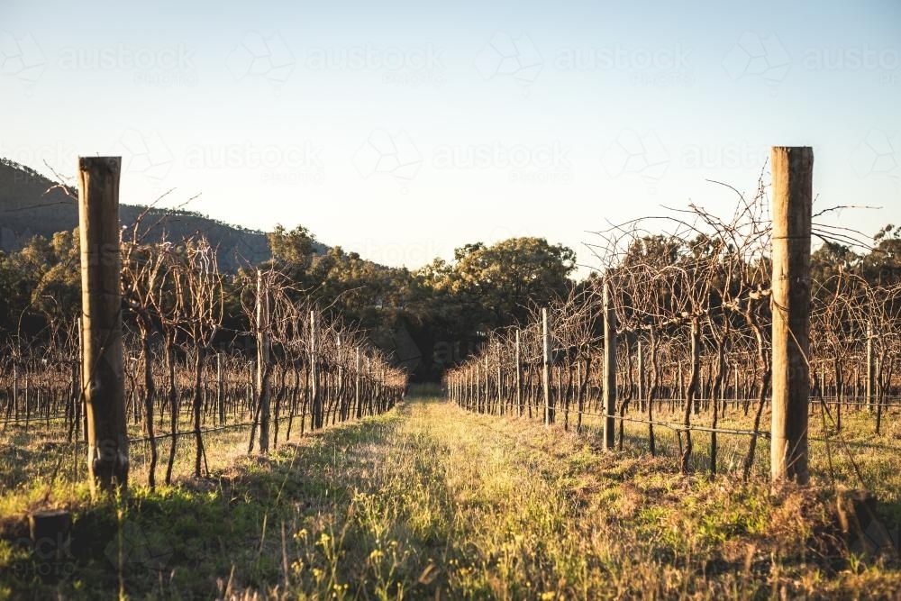 grape vines in a vineyard - Australian Stock Image