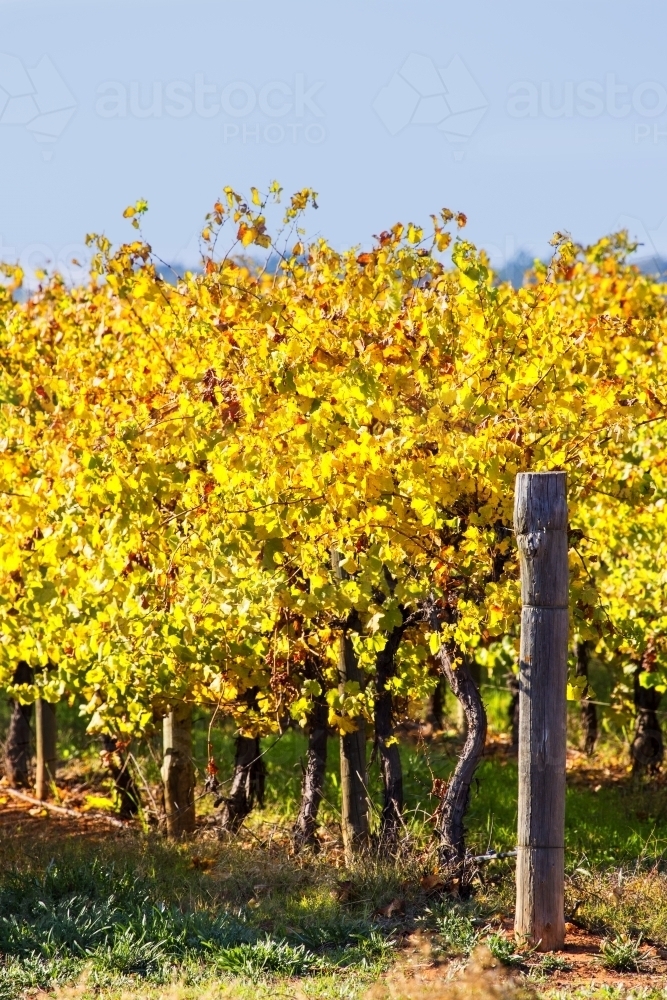 Grape vines in autumn - vertical - Australian Stock Image