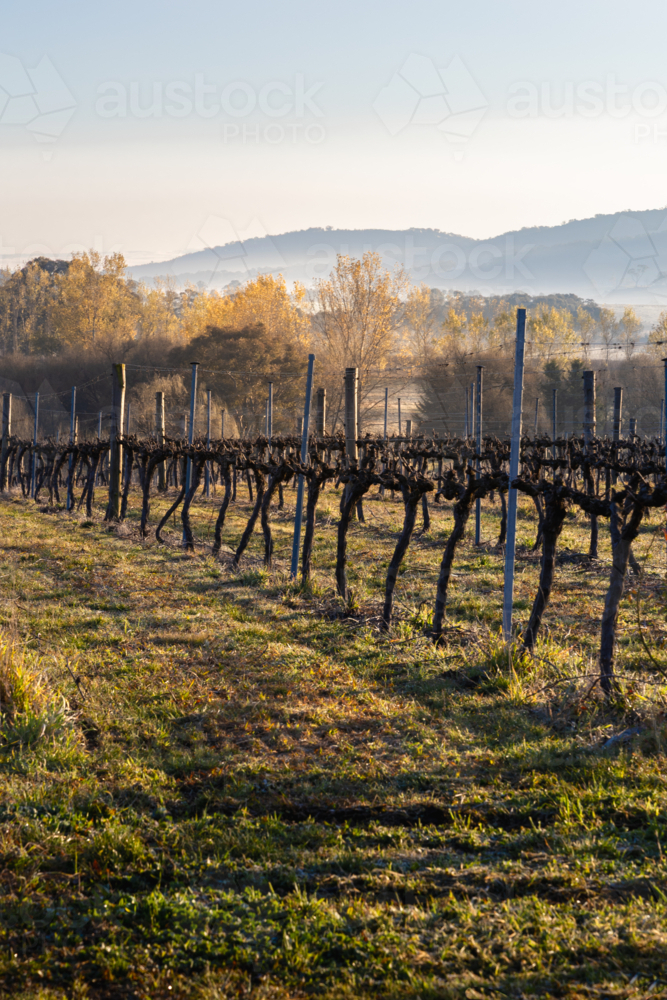 Grape vines in morning light and fog - Australian Stock Image