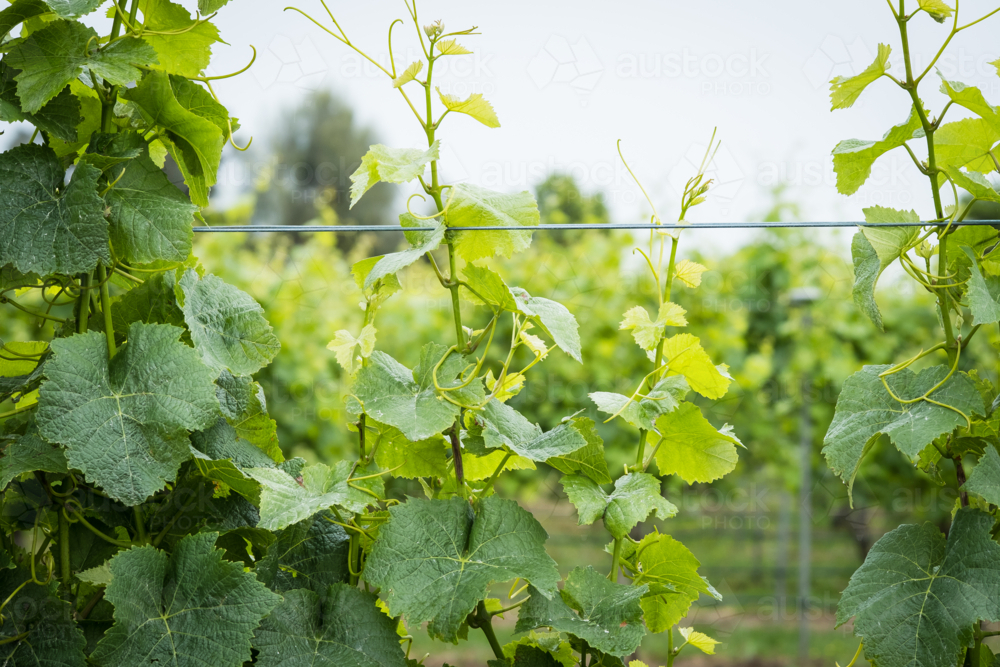 Grape vines in vineyard - Australian Stock Image