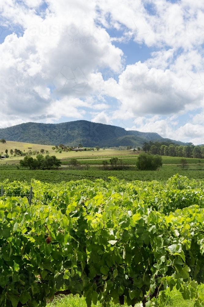 Grape vines with a mountain landscape in the background - Australian Stock Image