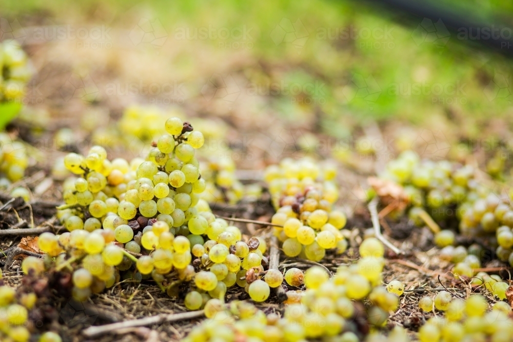 Image of Grapes dropped on ground after hail and disease damaged them