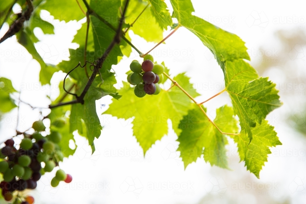 grapes growing on a vine - Australian Stock Image