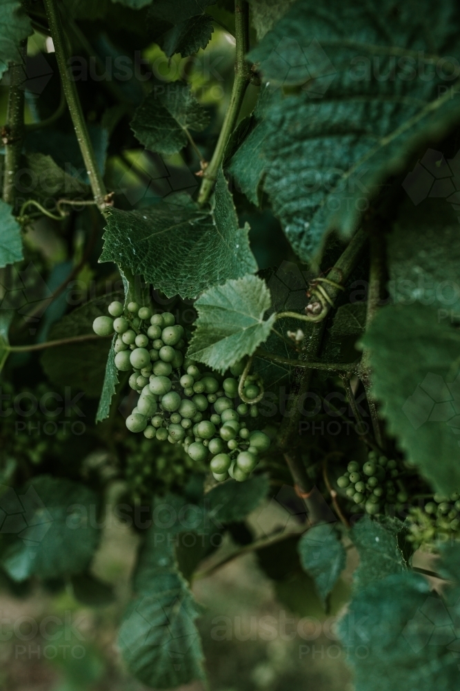 Grapes maturing on vine - Australian Stock Image