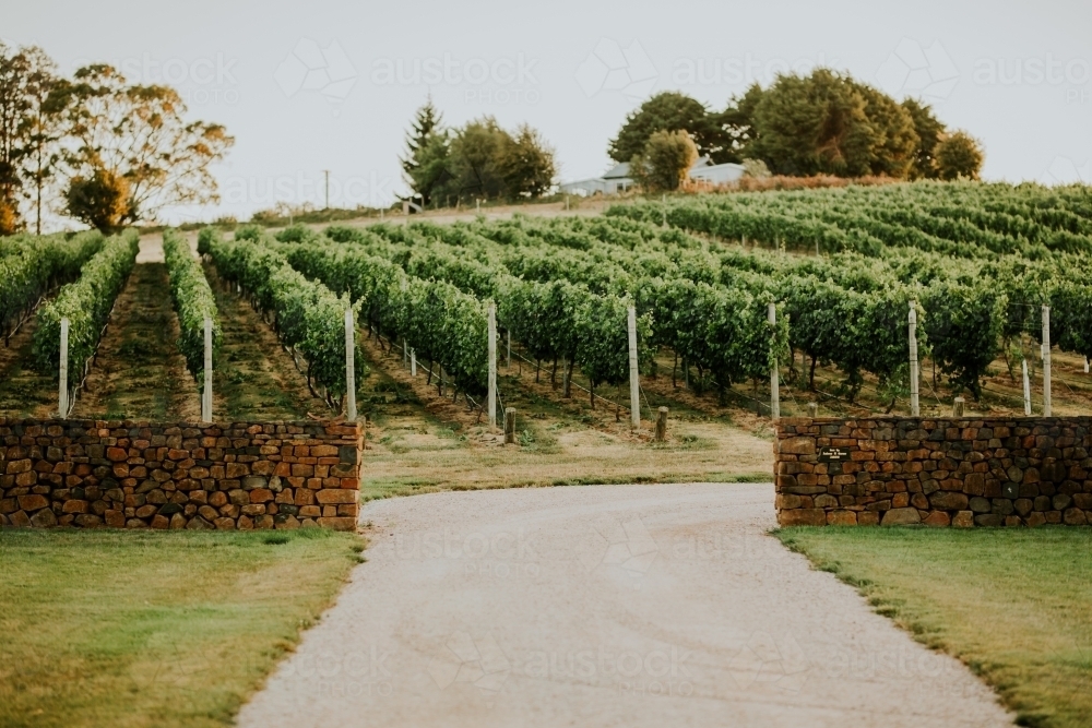 Grapevine at winery - Australian Stock Image