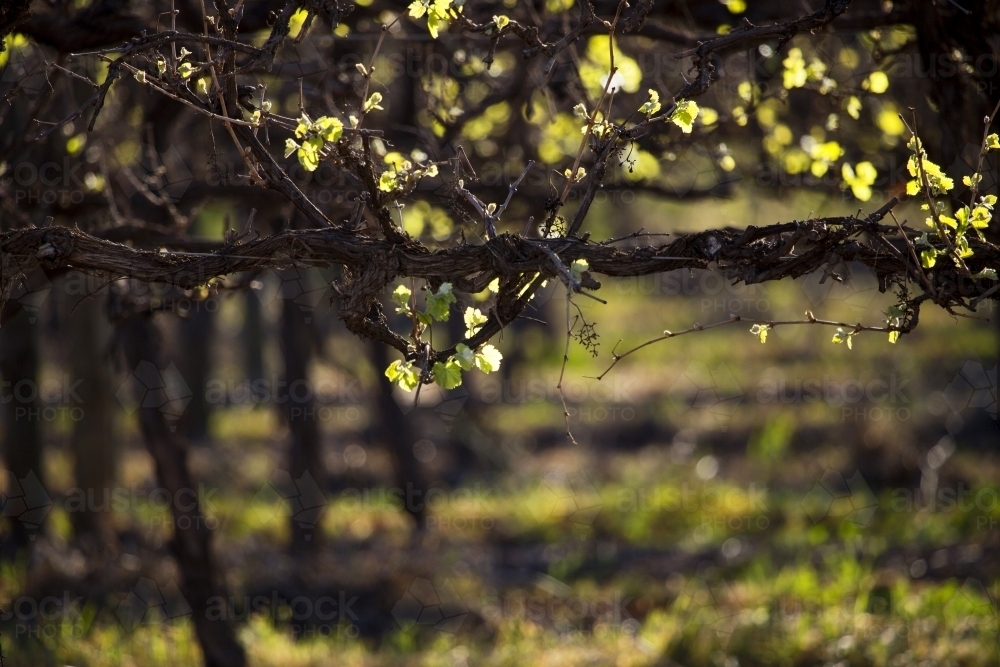 Grapevine with new leaves backlit by the sun - Australian Stock Image
