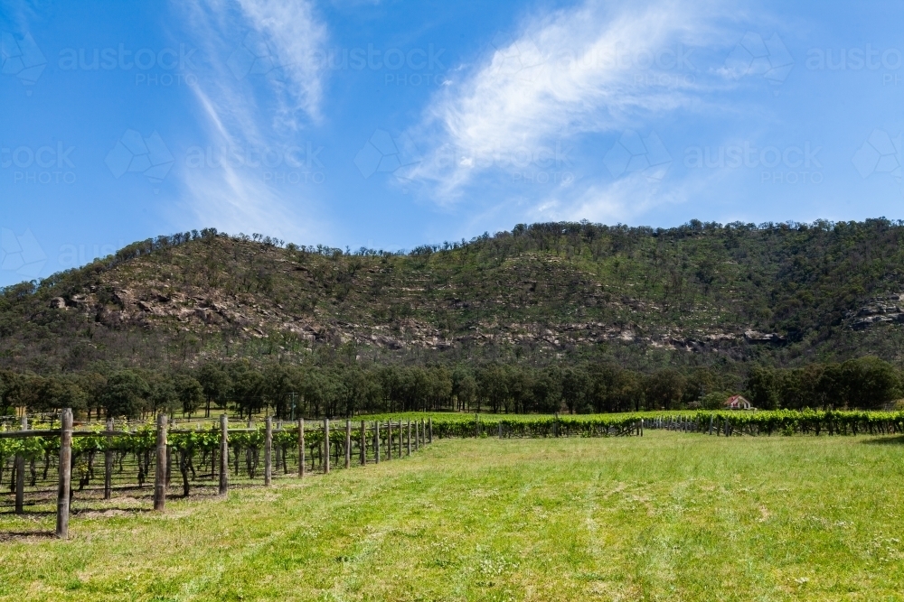 Grapevines in rows with new spring growth sprouting in vineyard in Pokolbin Hunter Valley - Australian Stock Image