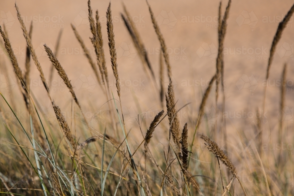 grass against a background of sand - Australian Stock Image