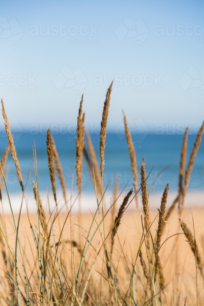 Grass against a background of sea and beach - Australian Stock Image
