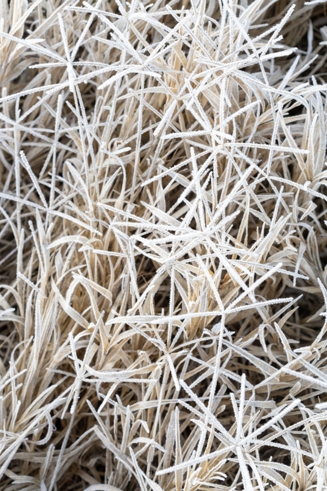 grass and flowers covered in frost - Australian Stock Image