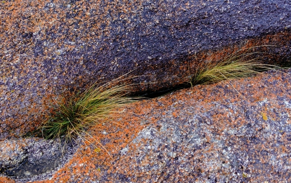 Grass and Lichen on Seaside Rock - Australian Stock Image