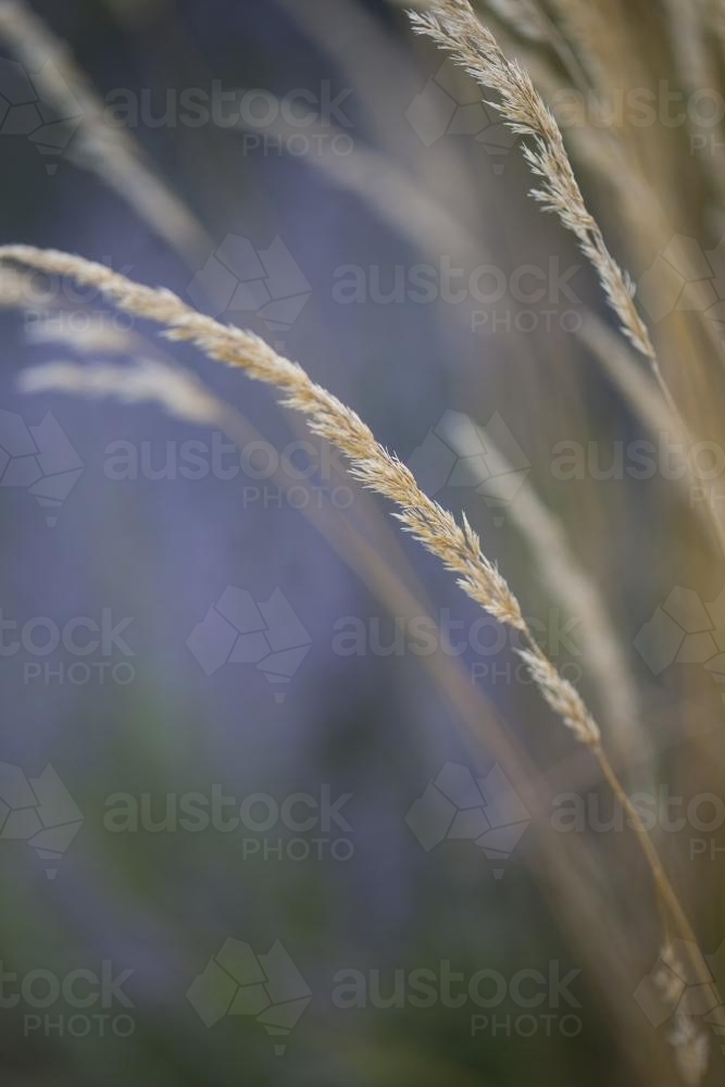 Grass and seed head - Australian Stock Image