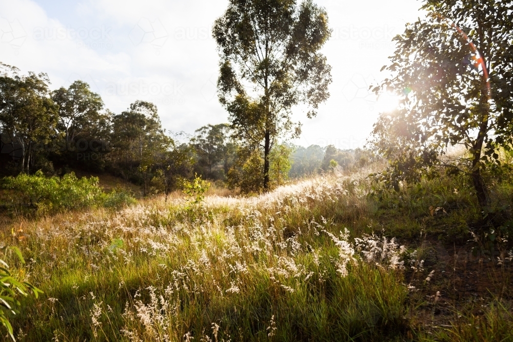 Grass and trees backlit by morning sunlight in landscape - Australian Stock Image