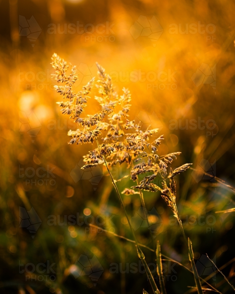 Grass catching the sunlight at golden hour - Australian Stock Image