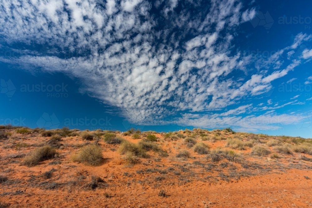 Grass clumps on red dirt hill in outback - Australian Stock Image