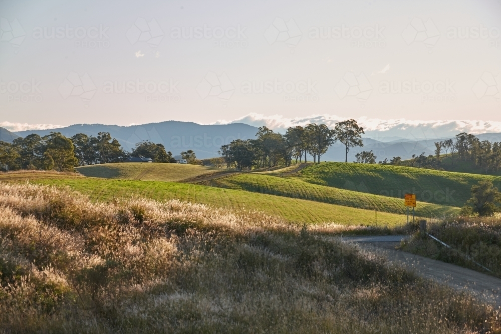 Grass field with trees and mountain background on a sunny day - Australian Stock Image