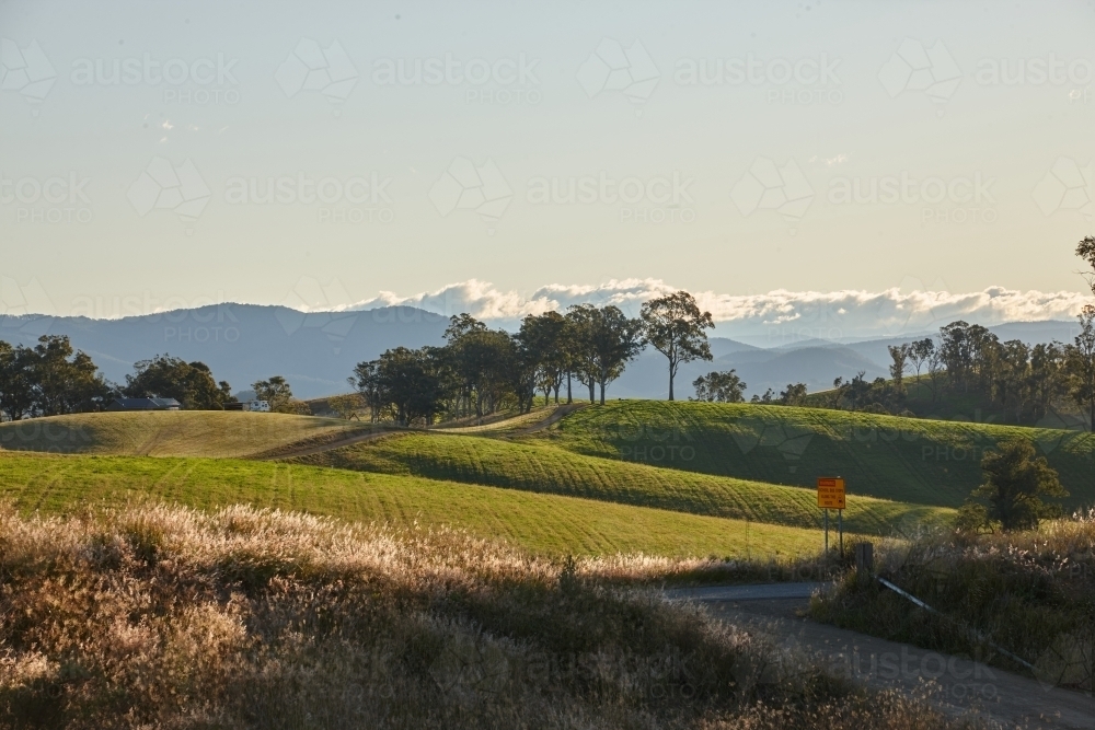 Grass field with trees and mountain background on a sunny day - Australian Stock Image