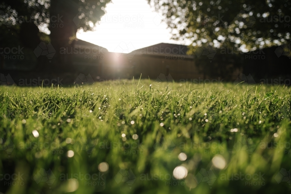 Grass in the sunshine - Australian Stock Image