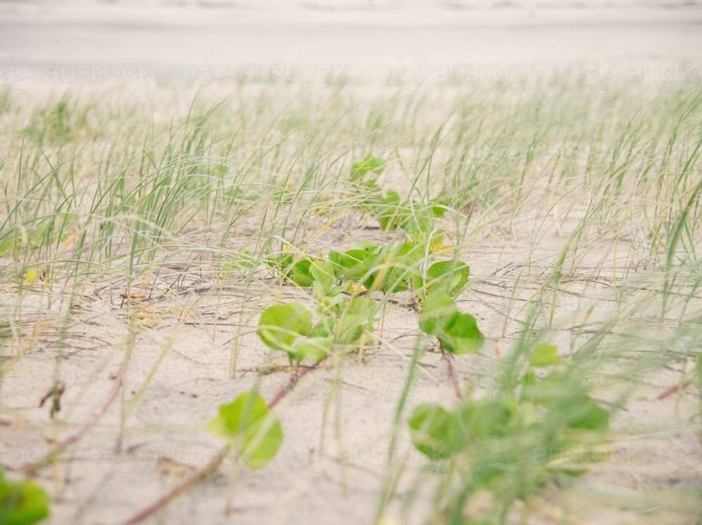 Grass on a sand dune - Australian Stock Image