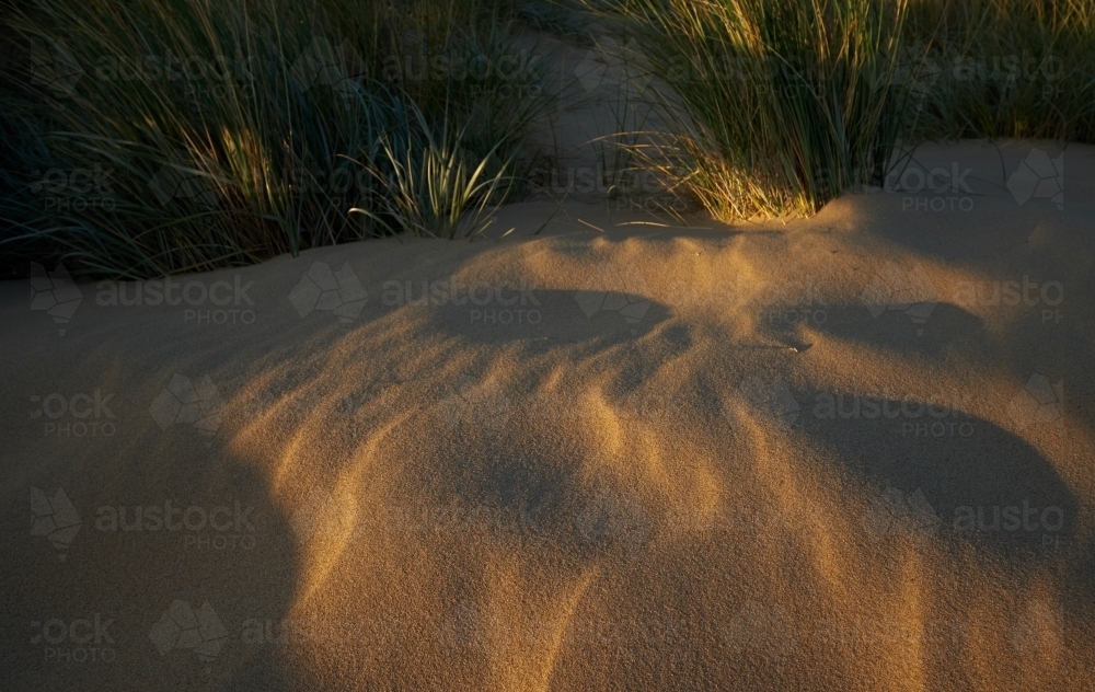 Grass on Sand Dunes at Dusk - Australian Stock Image