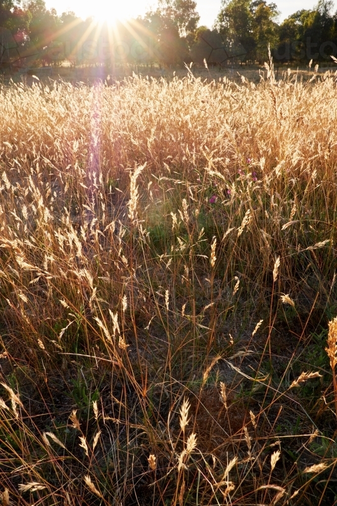 Grass Paddock in Golden Light - Australian Stock Image