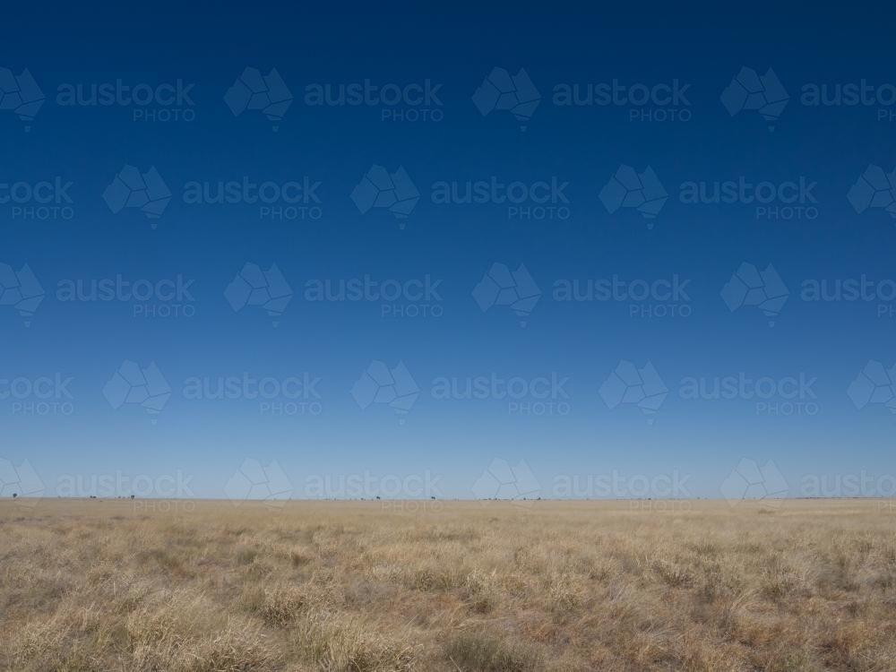 Grass plains with a big very blue sky - Australian Stock Image