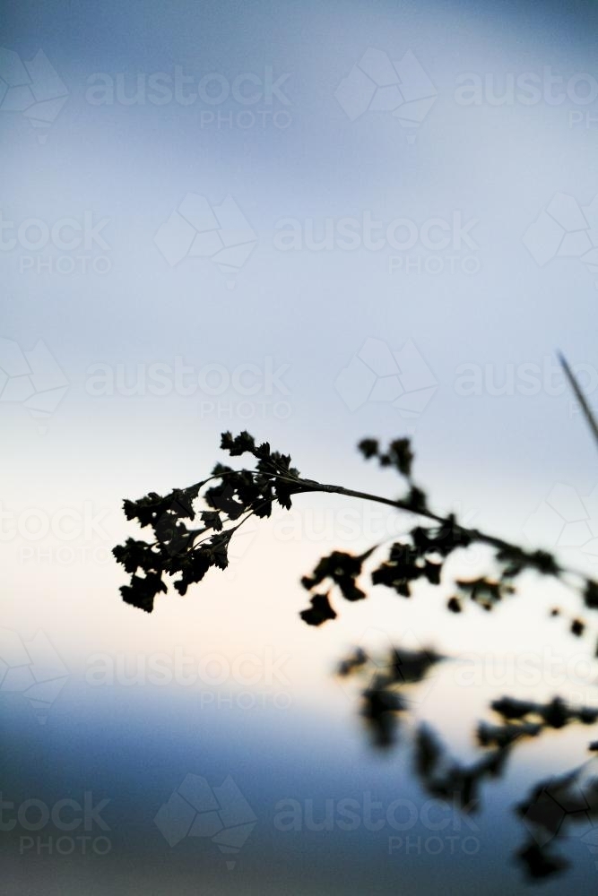 Grass seed head silhouetted against a pale blue sunset - Australian Stock Image