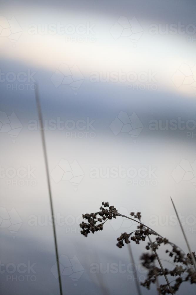 Grass seed head silhouetted against a pale blue sunset - Australian Stock Image