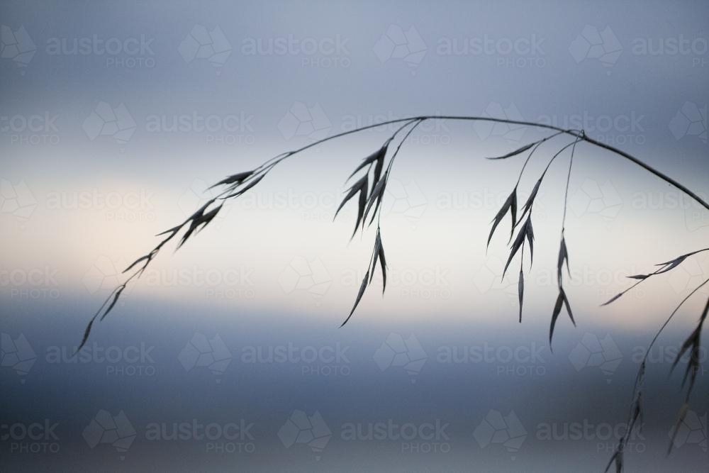 Grass seed head silhouetted against a pale blue sunset - Australian Stock Image