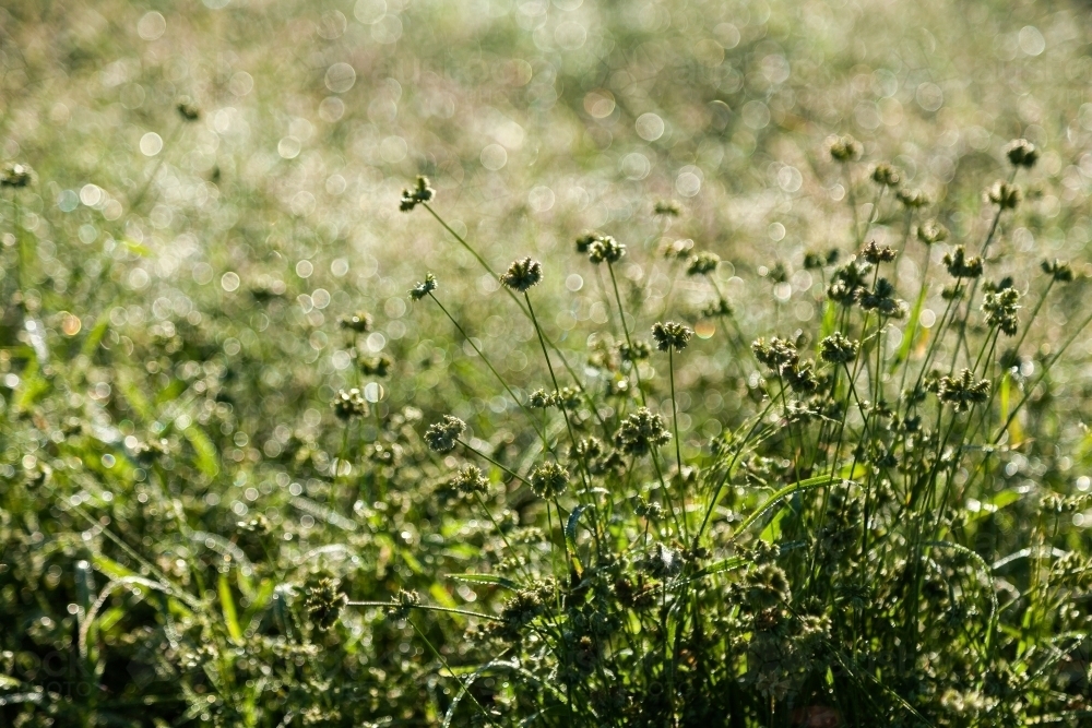 grass seed heads growing green with bokeh light background - Australian Stock Image