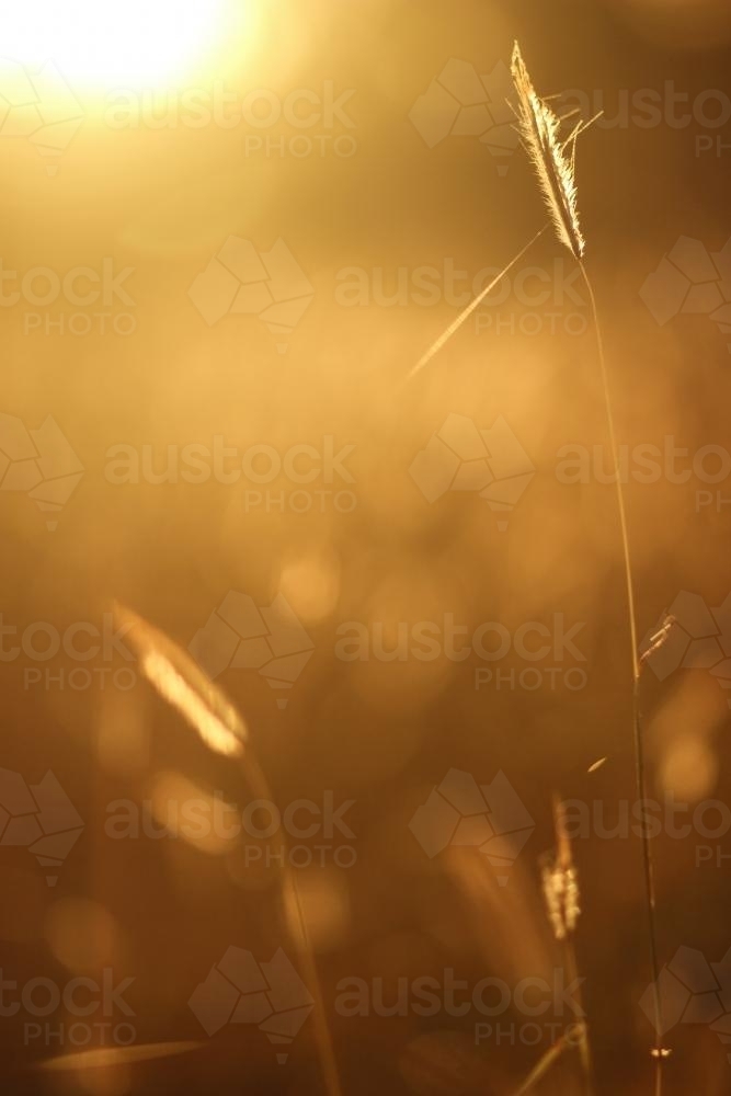 Grass seed heads in the afternoon light - Australian Stock Image