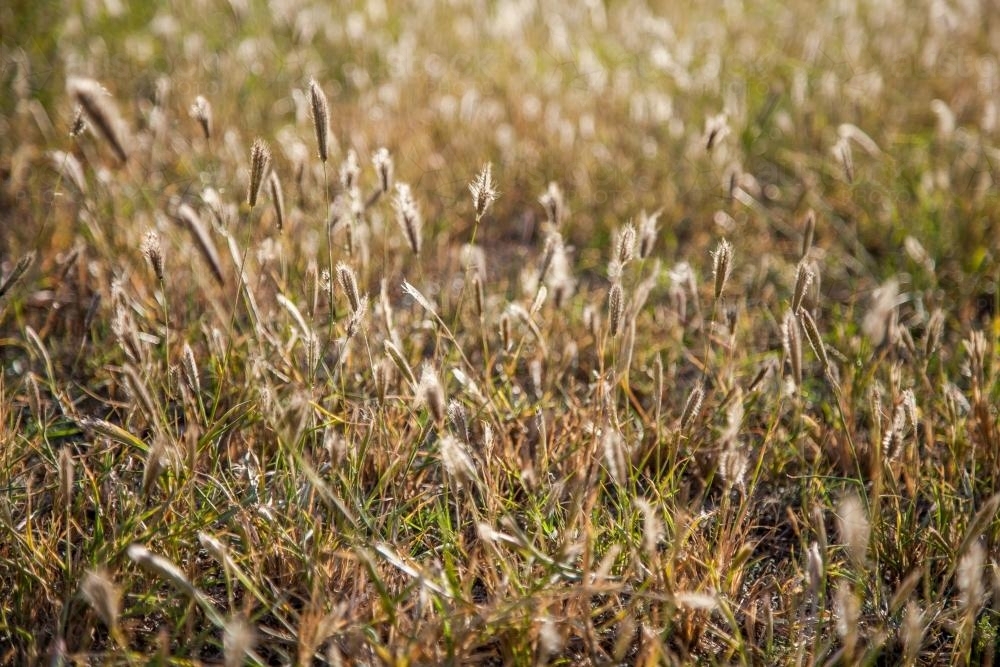Grass seed heads of an overgrown lawn - Australian Stock Image