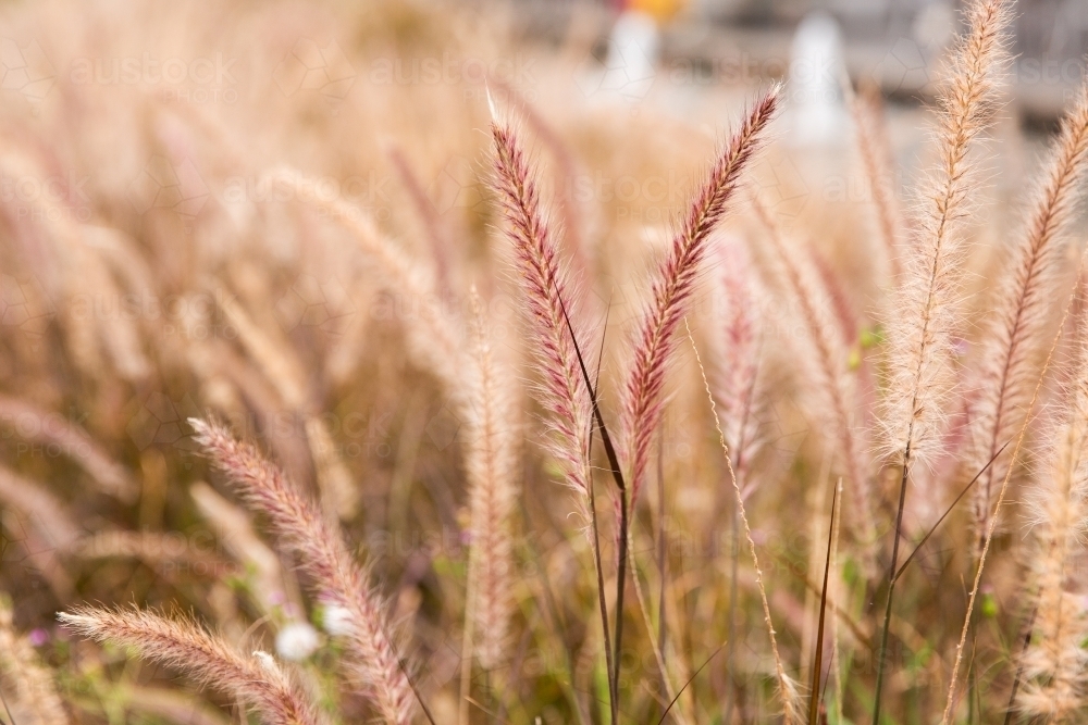 Image of grass seed plants growing in Brisbane Austockphoto
